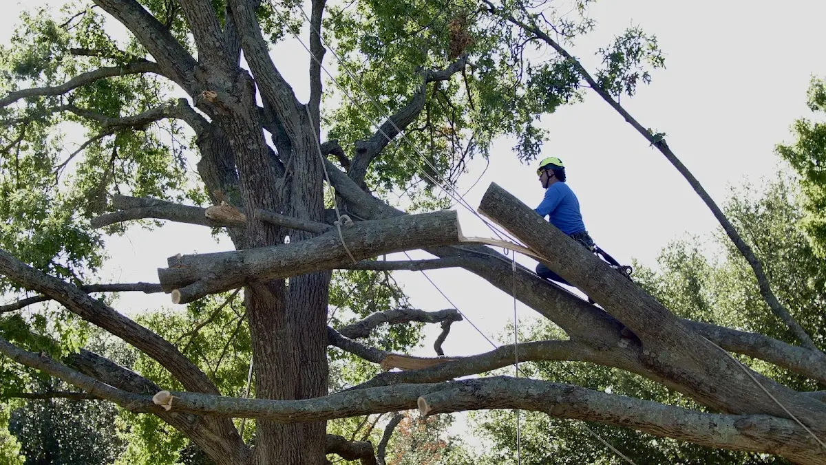 Professional Crown Thinning performed by certified arborists in Deming